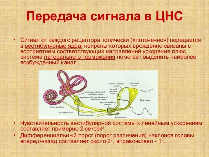 Передача сигнала в ЦНС Сигнал от каждого рецептора топически («поточечно») передается в