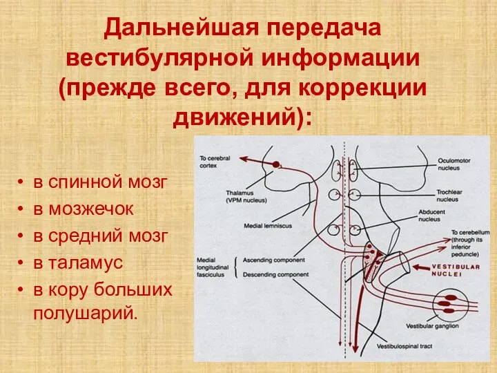 Дальнейшая передача вестибулярной информации (прежде всего, для коррекции движений): в спинной мозг