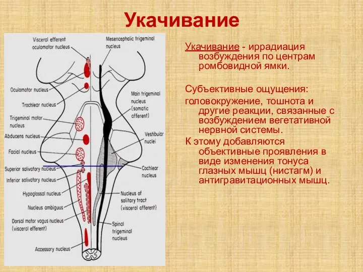 Укачивание Укачивание - иррадиация возбуждения по центрам ромбовидной ямки. Субъективные ощущения: головокружение,