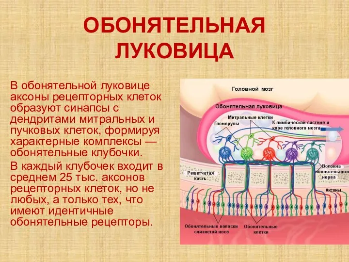 ОБОНЯТЕЛЬНАЯ ЛУКОВИЦА В обонятельной луковице аксоны рецепторных клеток образуют синапсы с дендритами