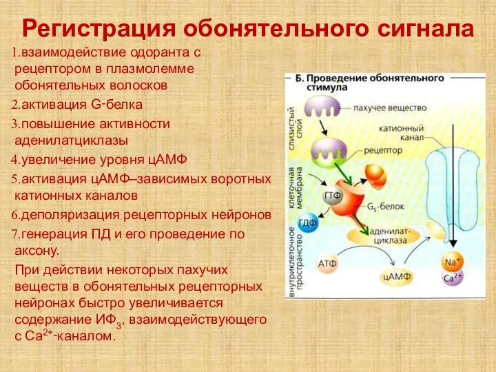 Регистрация обонятельного сигнала взаимодействие одоранта с рецептором в плазмолемме обонятельных волосков активация