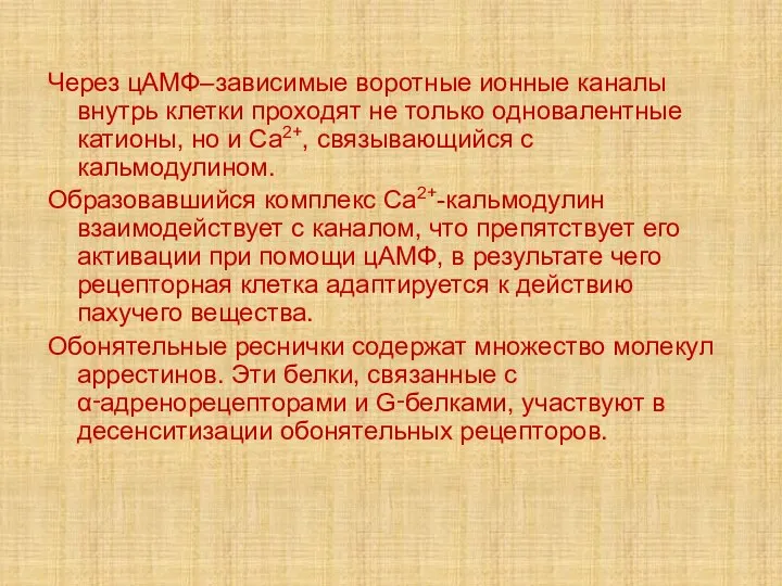 Через цАМФ–зависимые воротные ионные каналы внутрь клетки проходят не только одновалентные катионы,