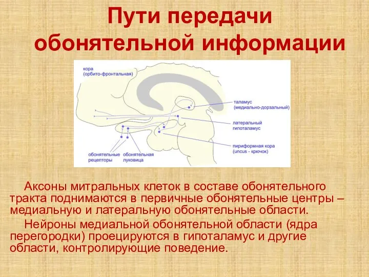 Пути передачи обонятельной информации Аксоны митральных клеток в составе обонятельного тракта поднимаются