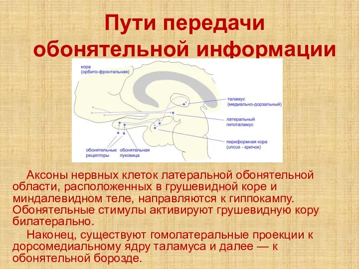 Пути передачи обонятельной информации Аксоны нервных клеток латеральной обонятельной области, расположенных в