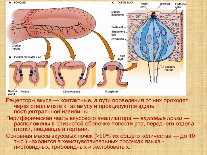 Рецепторы вкуса — контактные, а пути проведения от них проходят через ствол