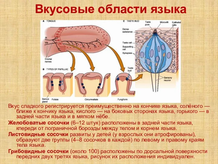 Вкусовые области языка Вкус сладкого регистрируется преимущественно на кончике языка, солёного —