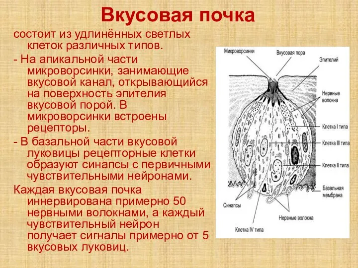 Вкусовая почка состоит из удлинённых светлых клеток различных типов. - На апикальной