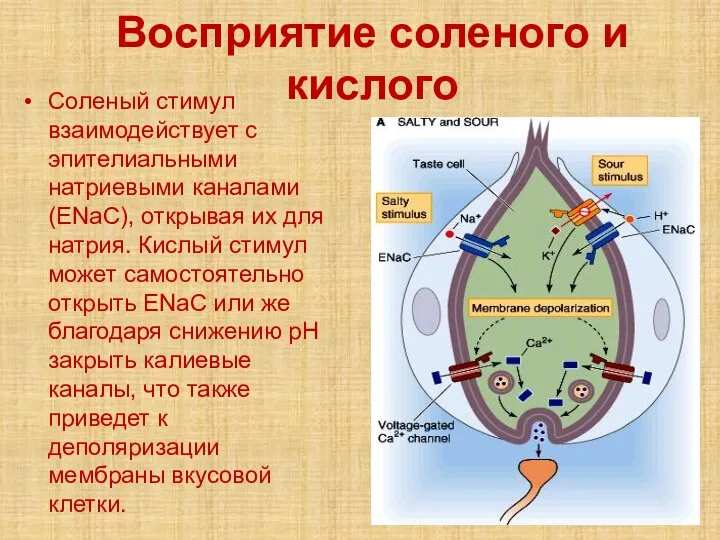 Восприятие соленого и кислого Соленый стимул взаимодействует с эпителиальными натриевыми каналами (ENaC),