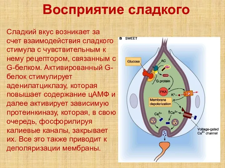 Восприятие сладкого Сладкий вкус возникает за счет взаимодействия сладкого стимула с чувствительным