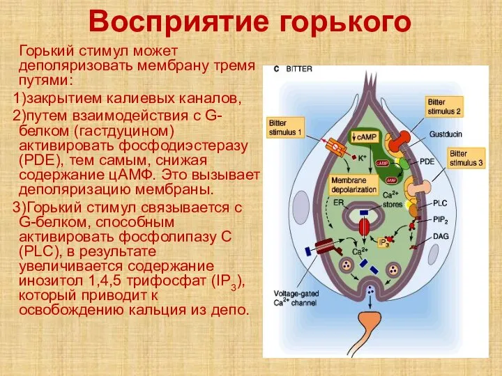 Восприятие горького Горький стимул может деполяризовать мембрану тремя путями: закрытием калиевых каналов,