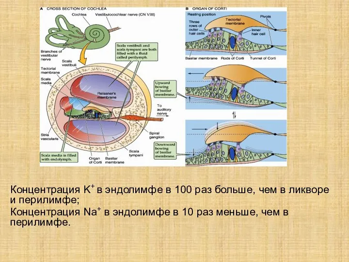 Концентрация K+ в эндолимфе в 100 раз больше, чем в ликворе и