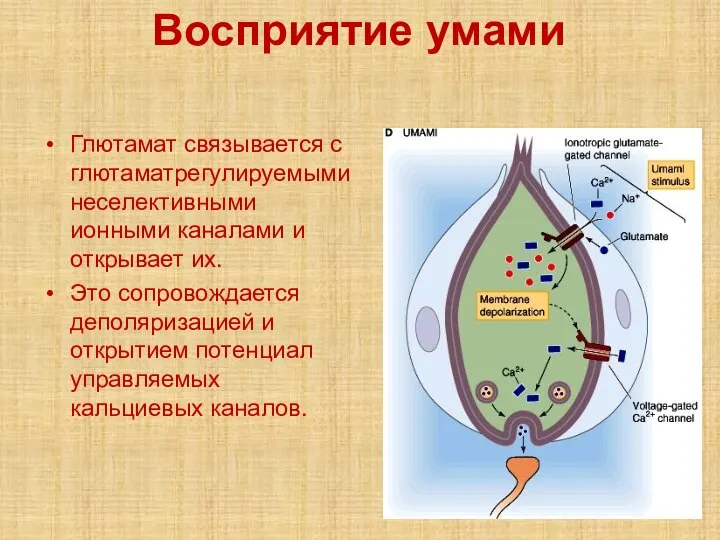 Восприятие умами Глютамат связывается с глютаматрегулируемыми неселективными ионными каналами и открывает их.