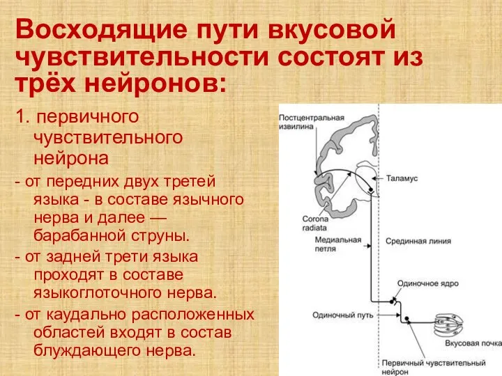 Восходящие пути вкусовой чувствительности состоят из трёх нейронов: 1. первичного чувствительного нейрона