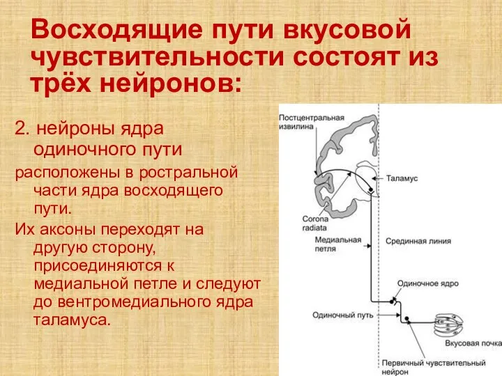 Восходящие пути вкусовой чувствительности состоят из трёх нейронов: 2. нейроны ядра одиночного