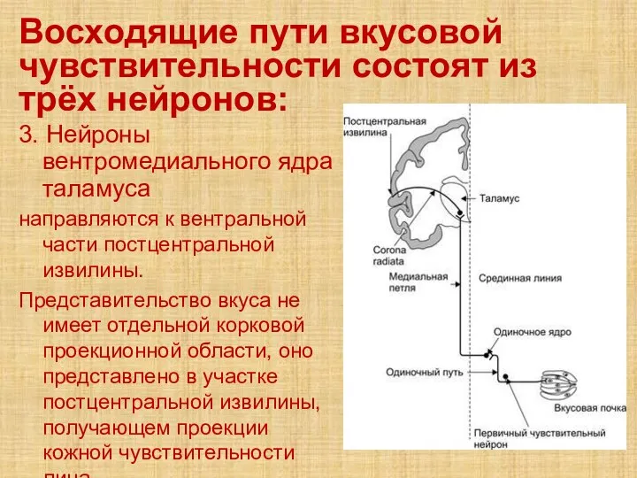 Восходящие пути вкусовой чувствительности состоят из трёх нейронов: 3. Нейроны вентромедиального ядра