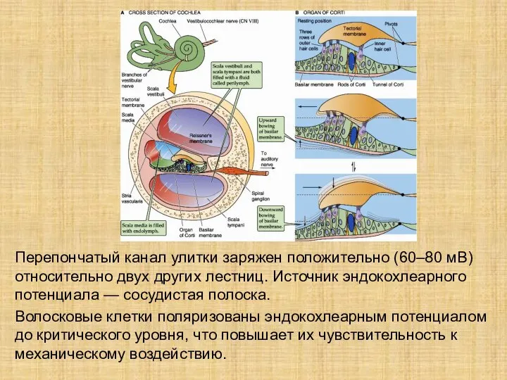 Перепончатый канал улитки заряжен положительно (60–80 мВ) относительно двух других лестниц. Источник