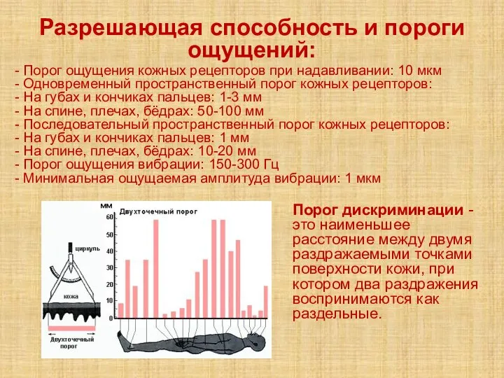 Разрешающая способность и пороги ощущений: - Порог ощущения кожных рецепторов при надавливании: