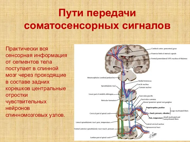 Пути передачи соматосенсорных сигналов Практически вся сенсорная информация от сегментов тела поступает