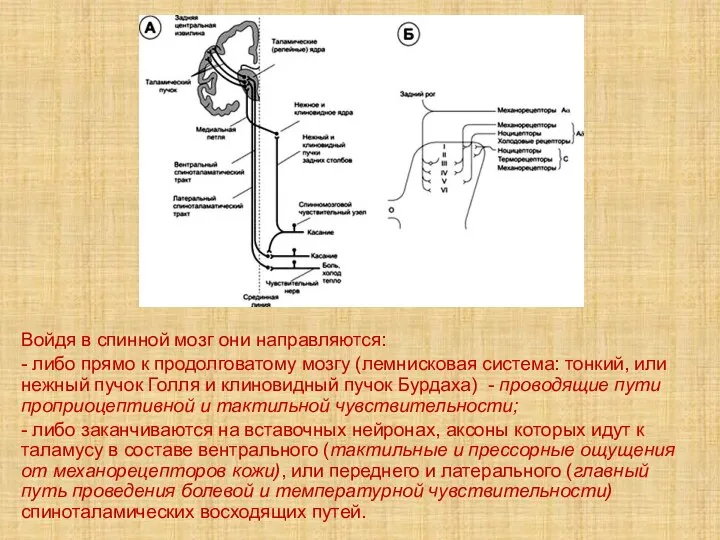 Войдя в спинной мозг они направляются: - либо прямо к продолговатому мозгу