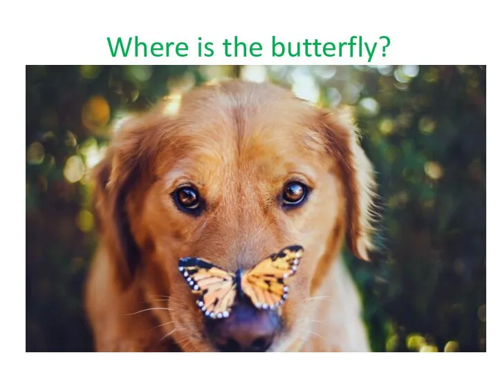 Where is the butterfly?