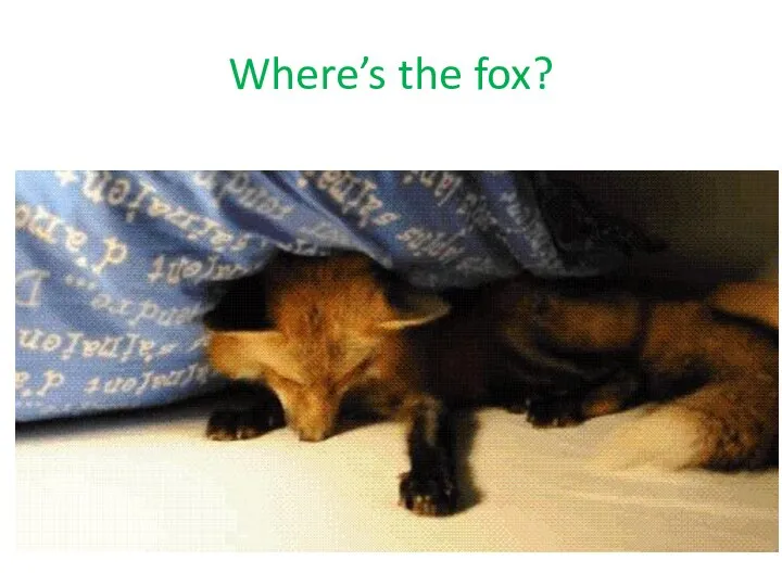 Where’s the fox?