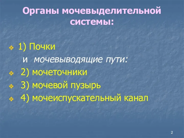 Органы мочевыделительной системы: 1) Почки и мочевыводящие пути: 2) мочеточники 3) мочевой пузырь 4) мочеиспускательный канал