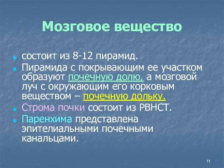 Мозговое вещество состоит из 8-12 пирамид. Пирамида с покрывающим ее участком образуют