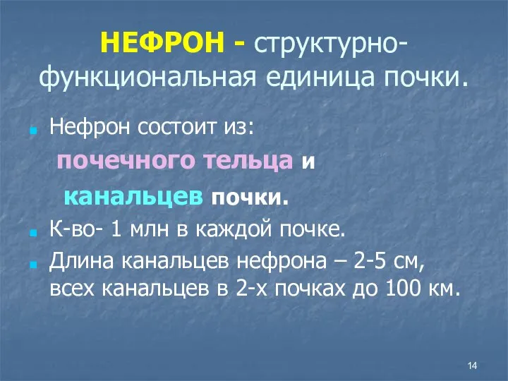 НЕФРОН - структурно-функциональная единица почки. Нефрон состоит из: почечного тельца и канальцев