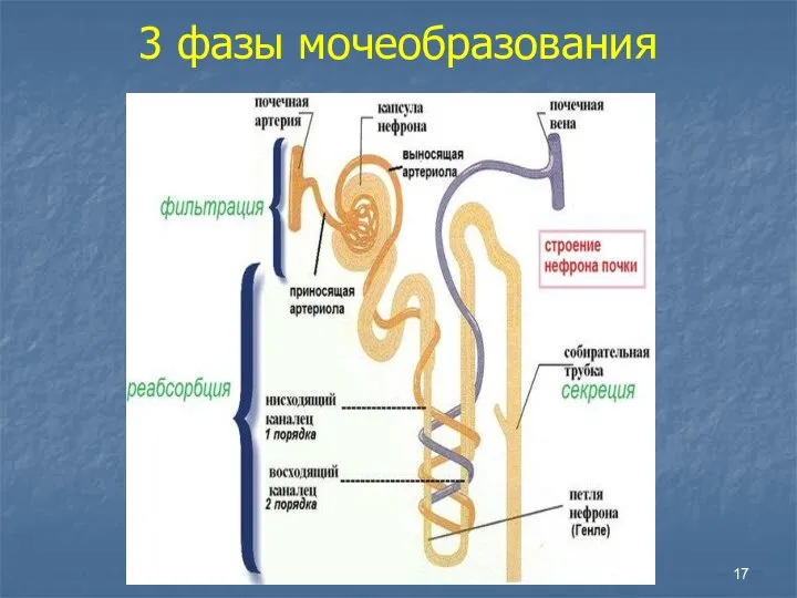 3 фазы мочеобразования