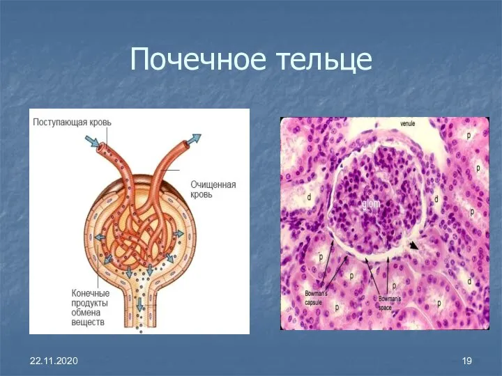 Почечное тельце 22.11.2020