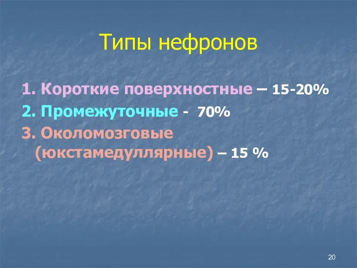 Типы нефронов 1. Короткие поверхностные – 15-20% 2. Промежуточные - 70% 3.