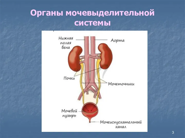 Органы мочевыделительной системы