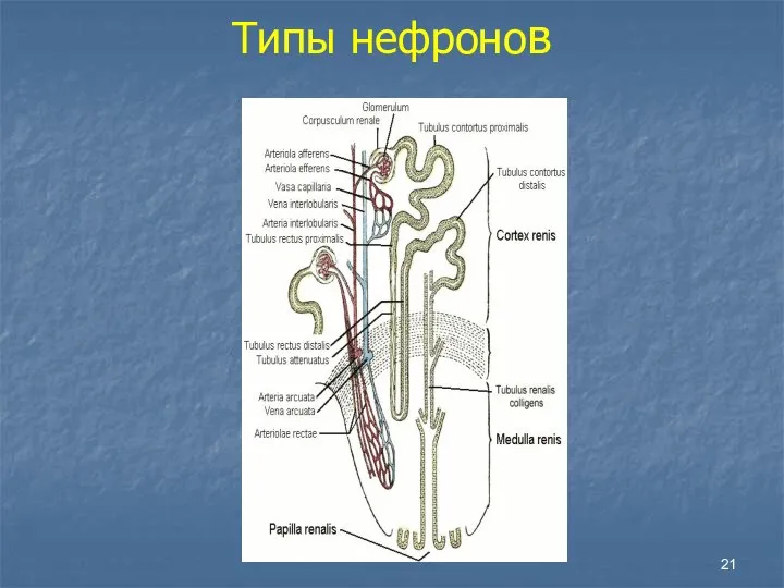 Типы нефронов