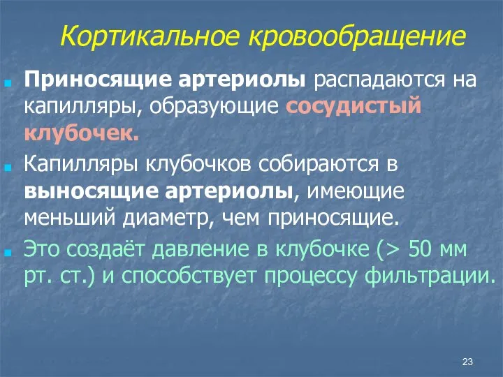 Кортикальное кровообращение Приносящие артериолы распадаются на капилляры, образующие сосудистый клубочек. Капилляры клубочков