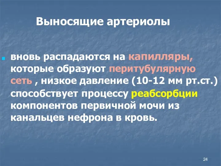 Выносящие артериолы вновь распадаются на капилляры, которые образуют перитубулярную сеть , низкое