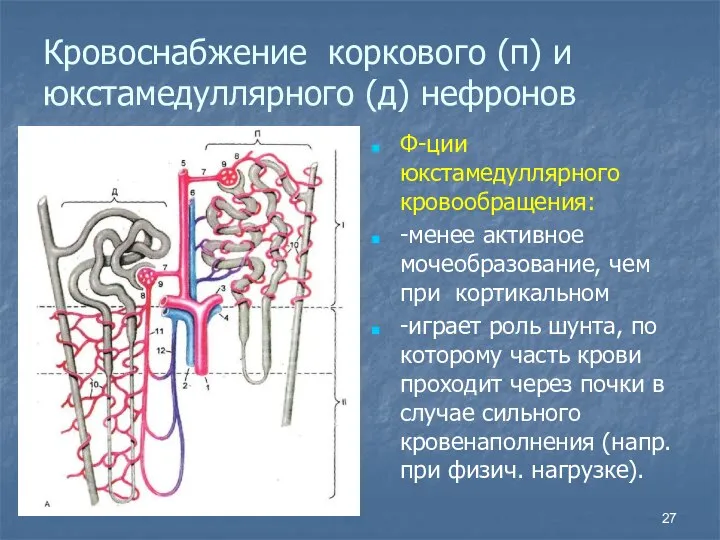 Кровоснабжение коркового (п) и юкстамедуллярного (д) нефронов Ф-ции юкстамедуллярного кровообращения: -менее активное