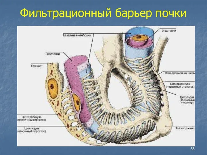 Фильтрационный барьер почки