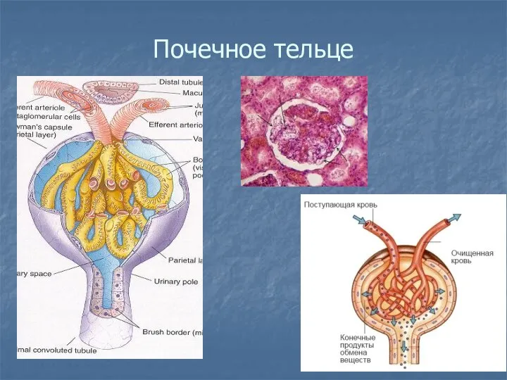 Почечное тельце