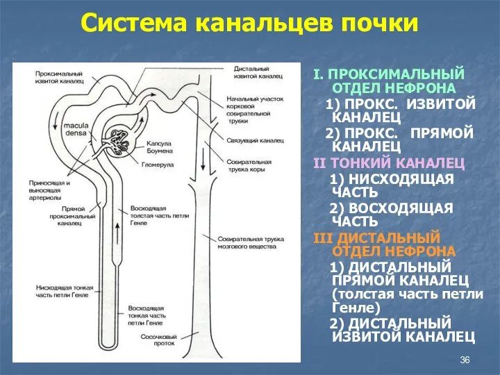 Система канальцев почки I. ПРОКСИМАЛЬНЫЙ ОТДЕЛ НЕФРОНА 1) ПРОКС. ИЗВИТОЙ КАНАЛЕЦ 2)