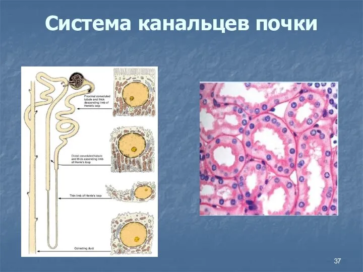 Система канальцев почки