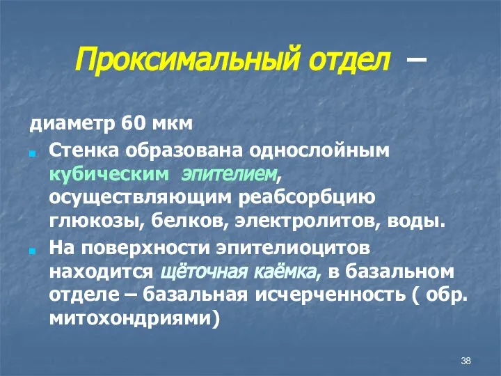 Проксимальный отдел – диаметр 60 мкм Стенка образована однослойным кубическим эпителием, осуществляющим