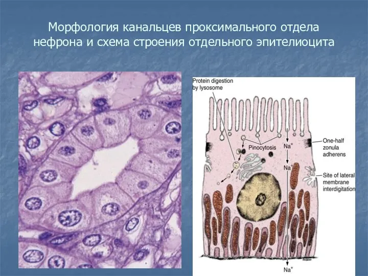 Морфология канальцев проксимального отдела нефрона и схема строения отдельного эпителиоцита