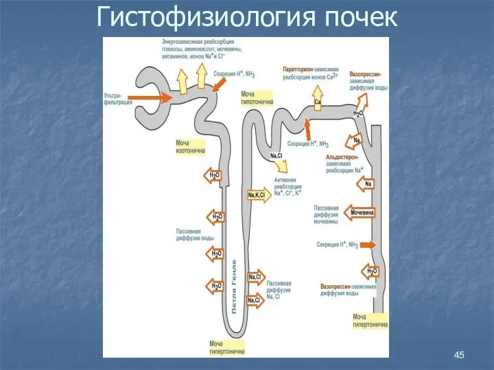 Гистофизиология почек