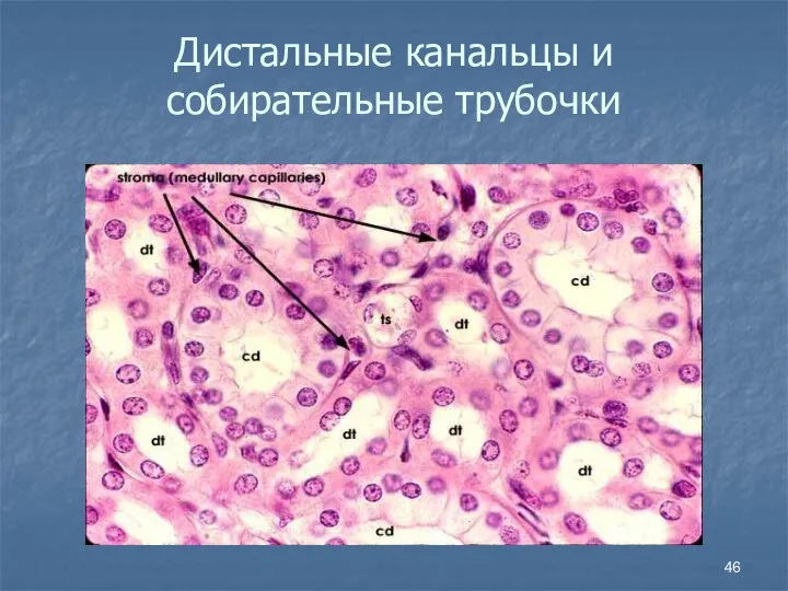 Дистальные канальцы и собирательные трубочки