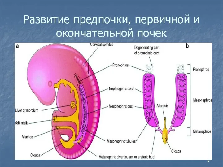 Развитие предпочки, первичной и окончательной почек