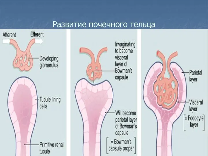 Развитие почечного тельца
