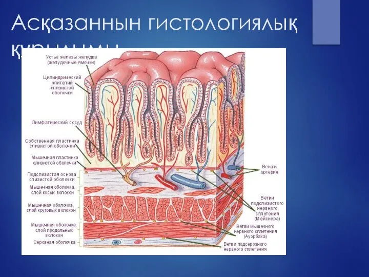 Асқазаннын гистологиялық құрылымы