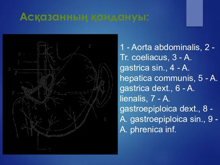 Асқазанның қандануы: 1 - Aorta abdominalis, 2 - Tr. coeliacus, 3 -