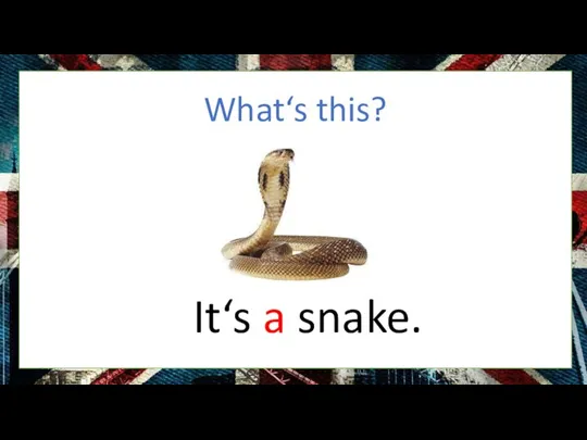 What‘s this? It‘s a snake.