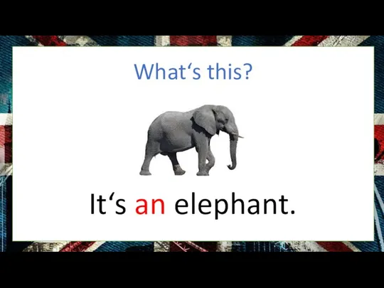 What‘s this? It‘s an elephant.